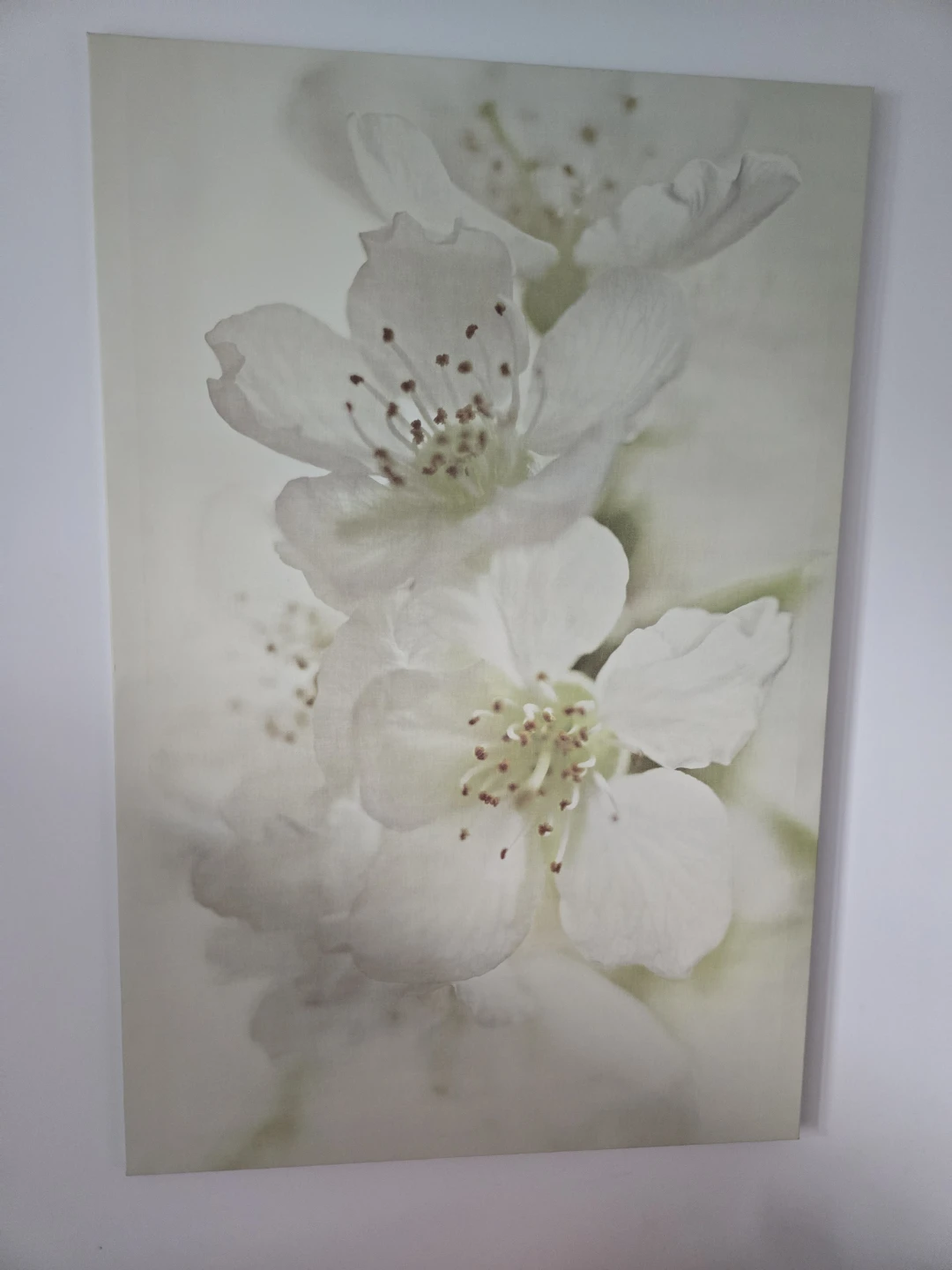 Wall Art Canvas Print - White Flowers