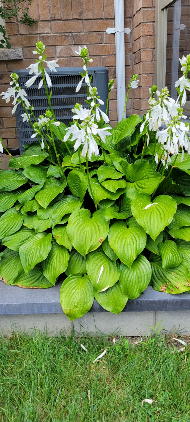 LARGE Hosta Plant, 1 stem $5 each - photo 5