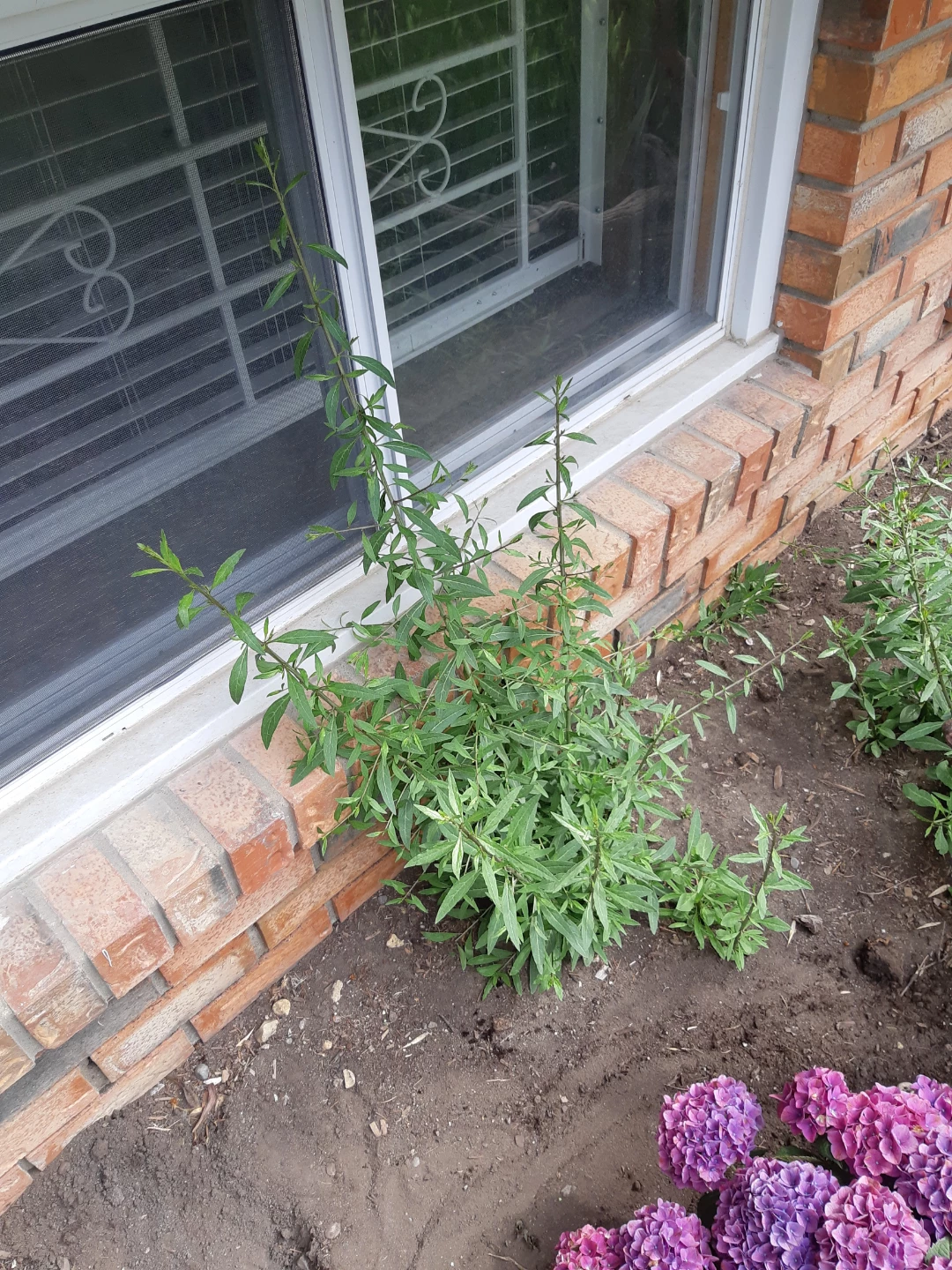Perennial Goji berry plants
