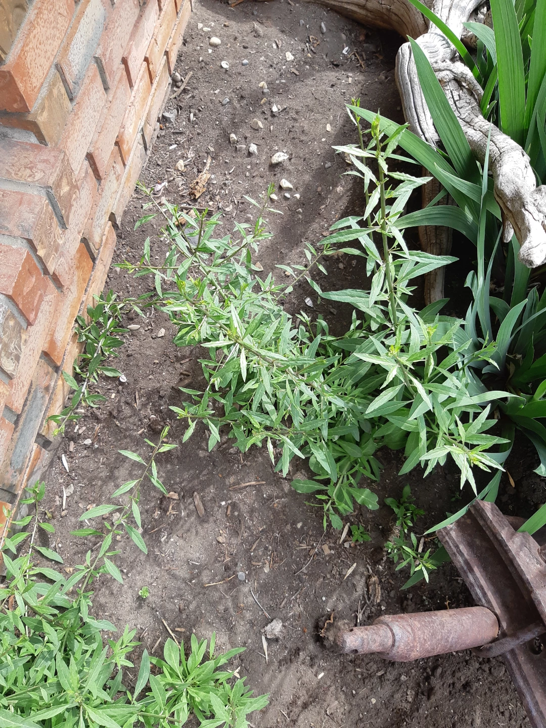 Perennial Goji berry plants - photo 2