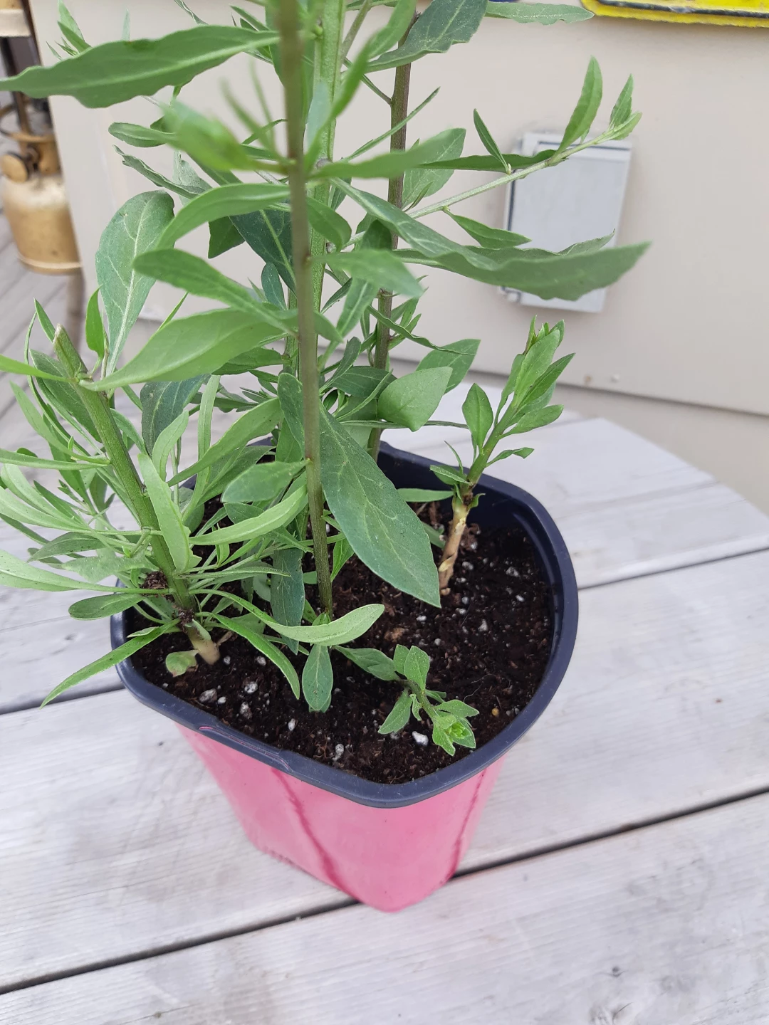 Perennial Goji berry plants - photo 5
