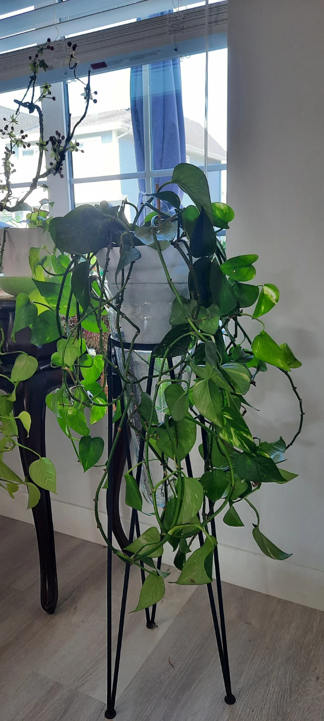 Pothos Plant in White glassPot with Stand