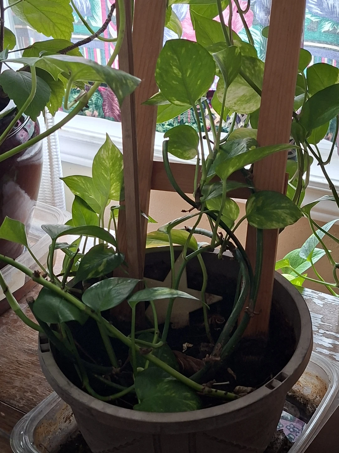 Pothos Plant in Planter