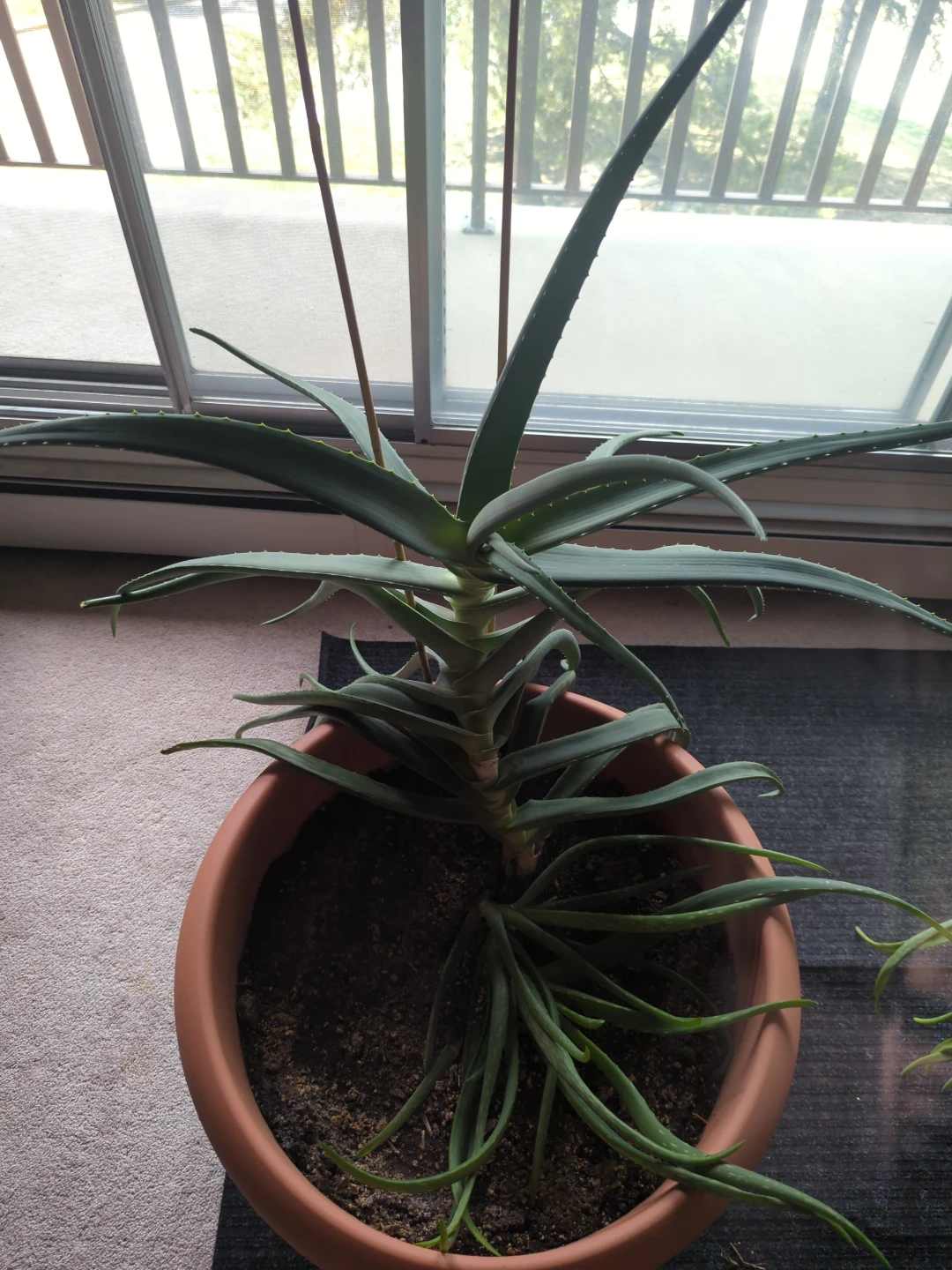 Aloe Vera Plant in Terracotta Pot
