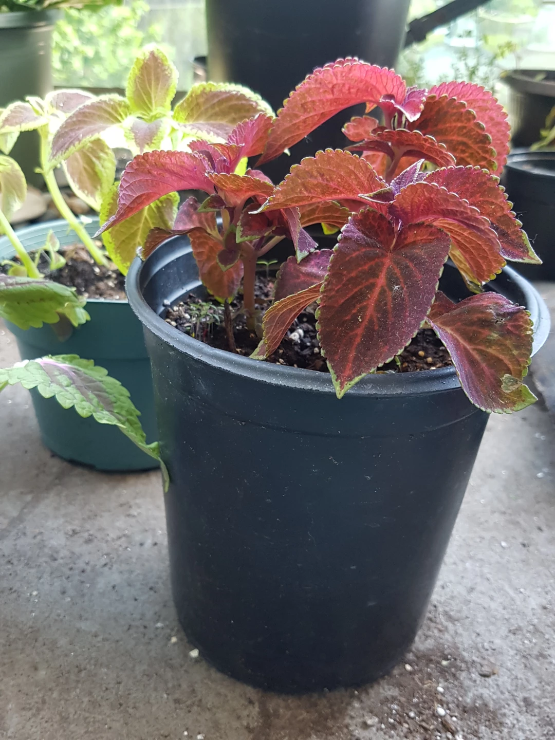 Coleus plants in pots - photo 5