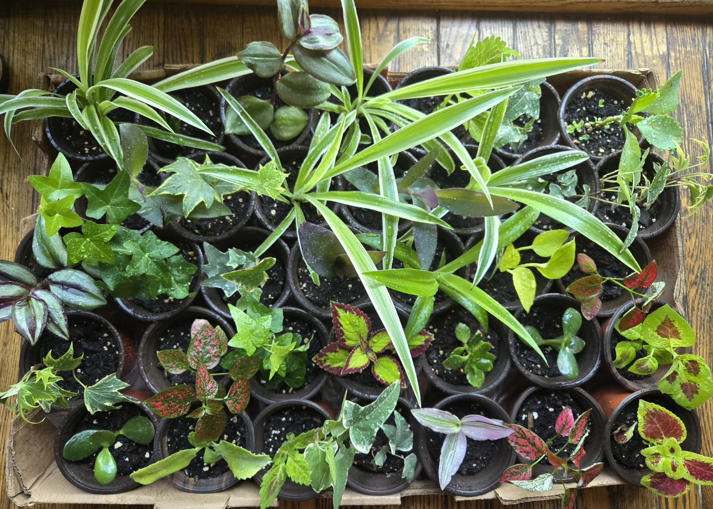 Assortment of small potted plants