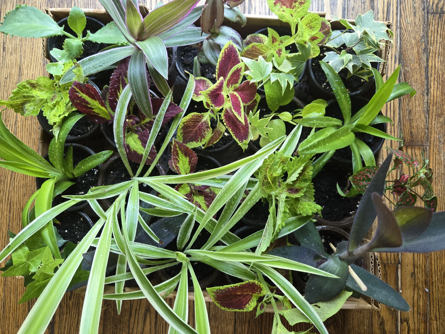 Assortment of small potted plants - photo 2