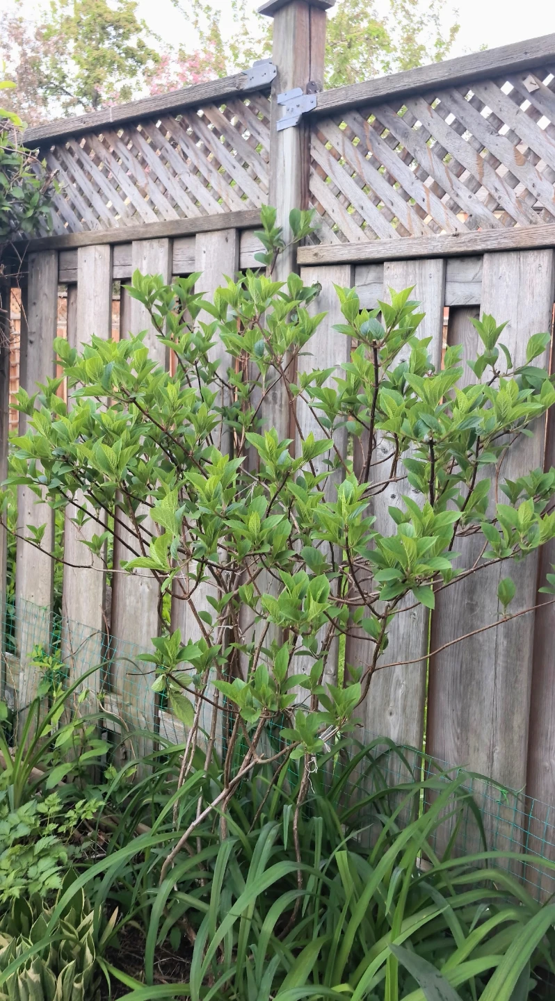 Hydrangea Paniculata Renhy Vanille Fraise