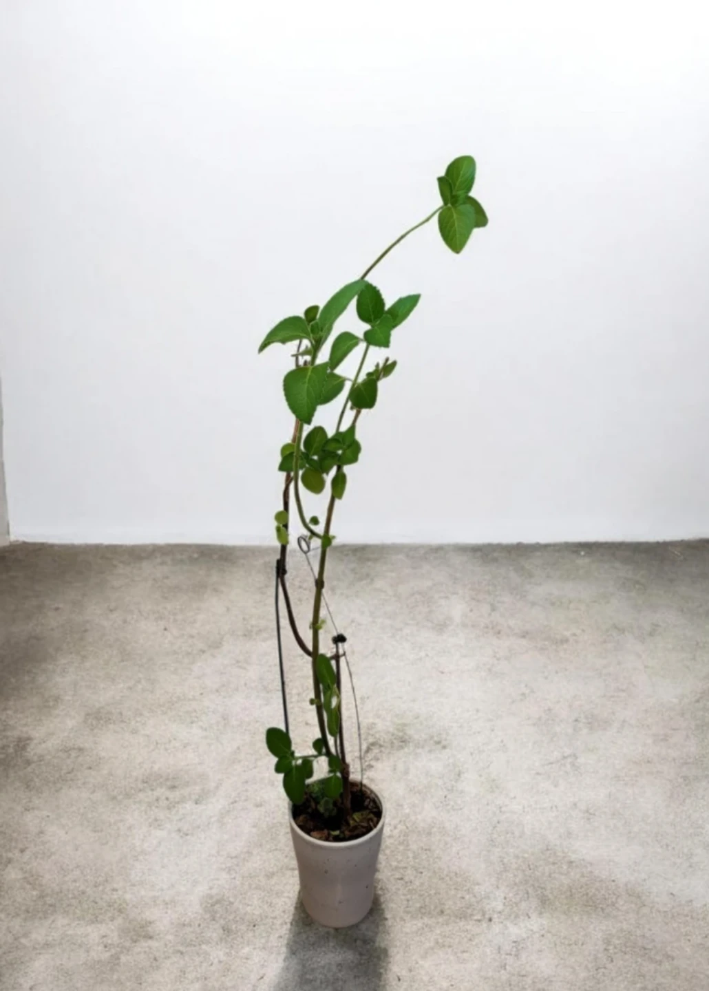 Cuban oregano plant in pot