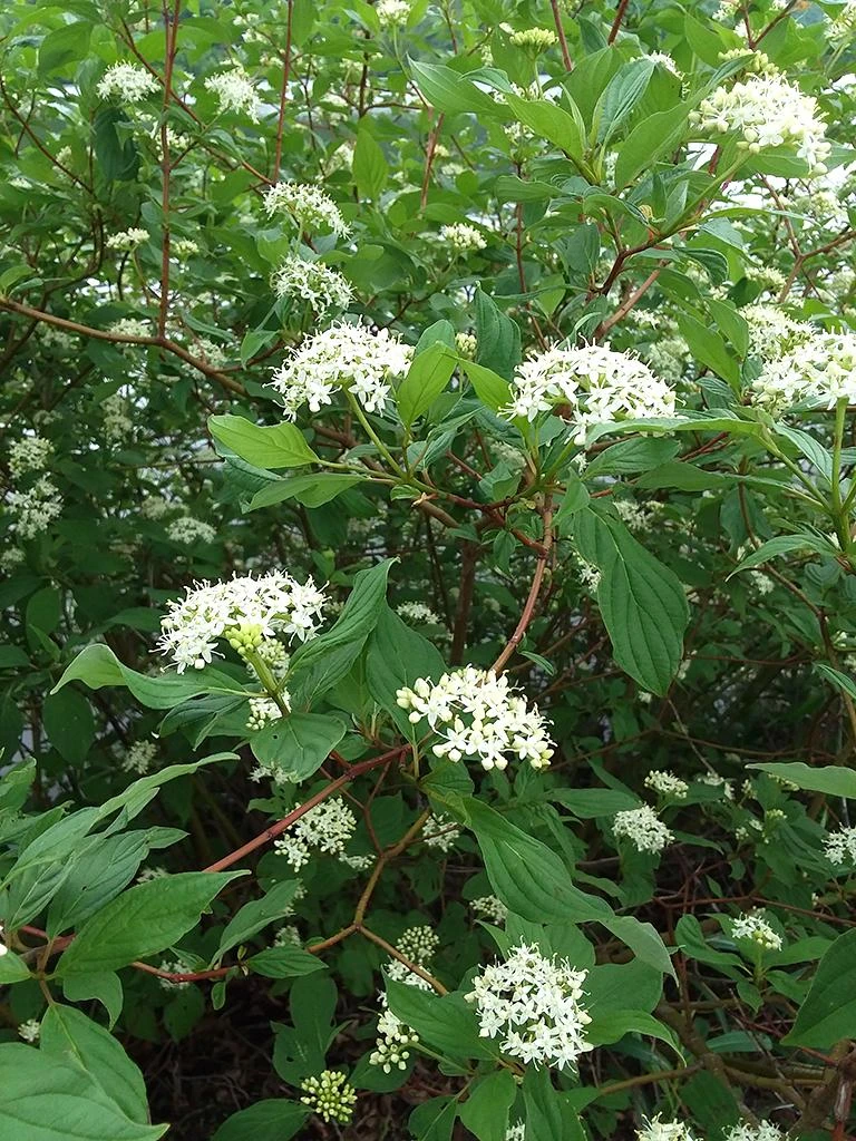 Flowering Dogwood Shrub cutting