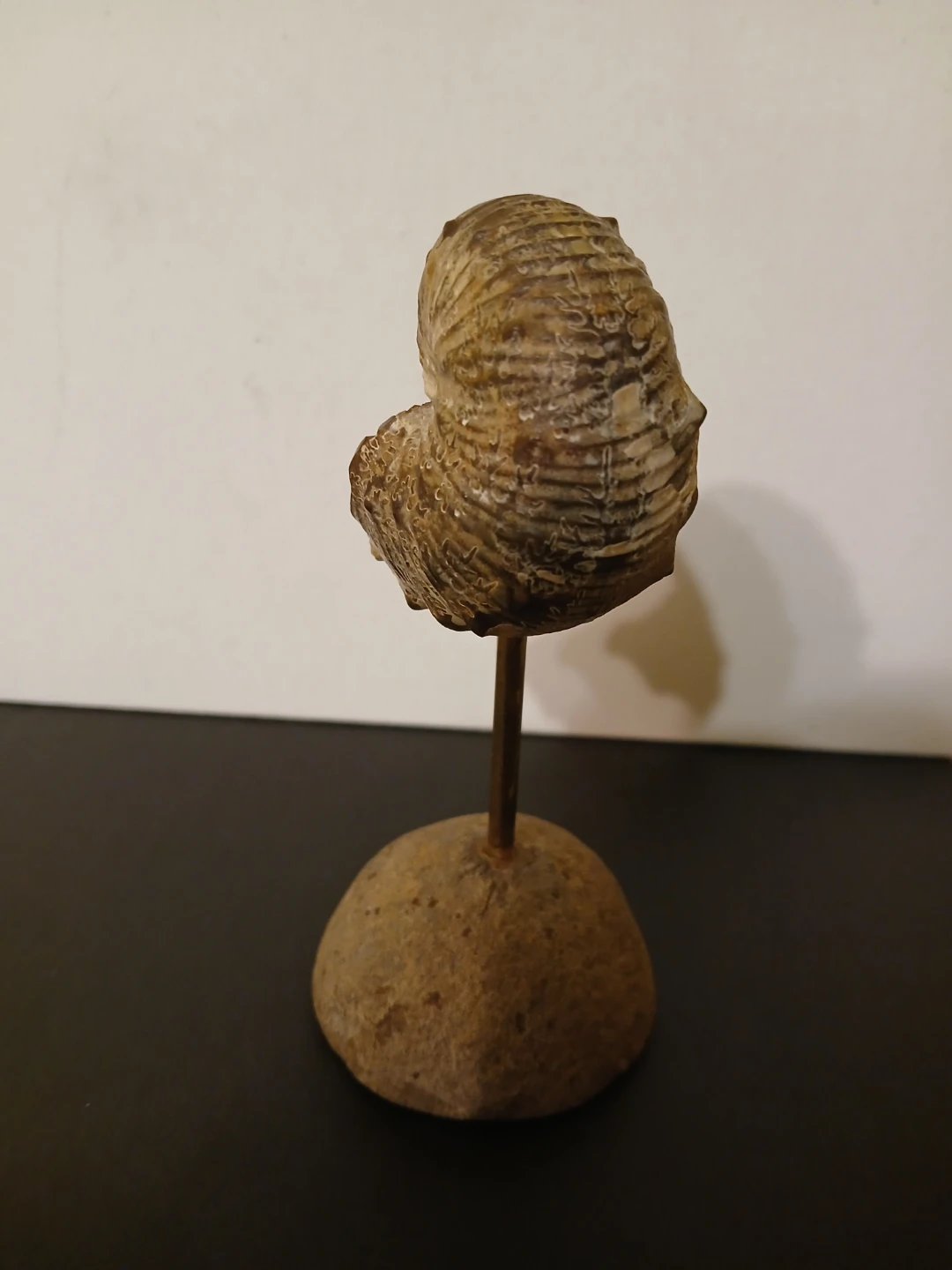 Ammonite Fossil on Stand