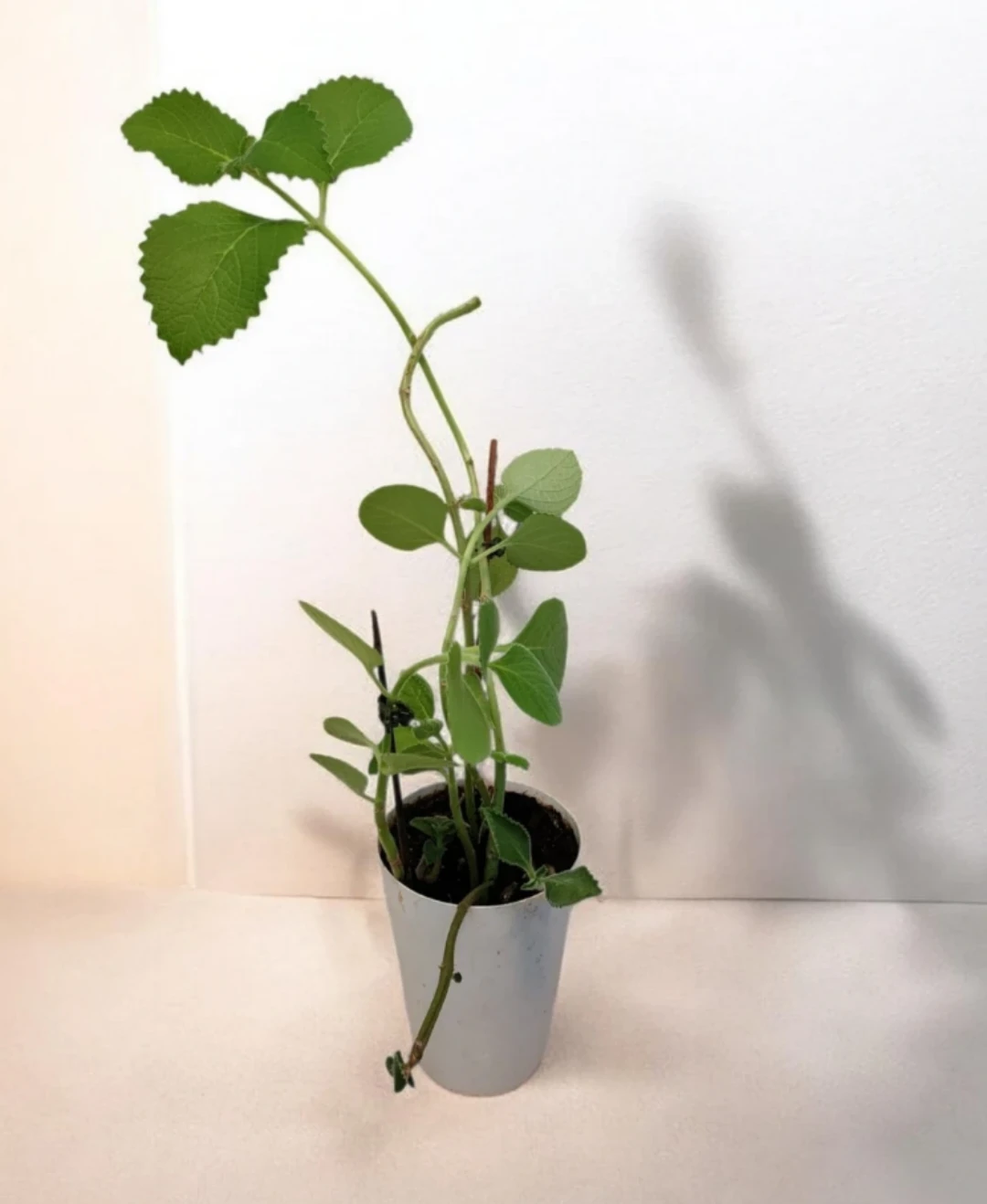 Cuban oregano plant in white pot