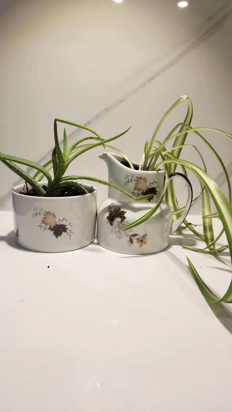 Maple leaf cream and sugar planter set with plants