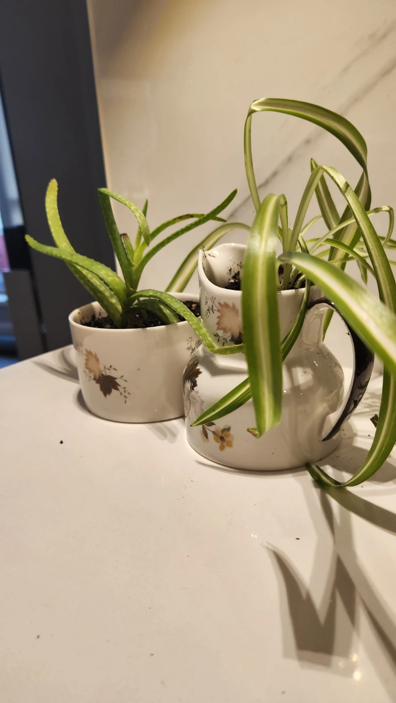 Maple leaf cream and sugar planter set with plants - photo 2