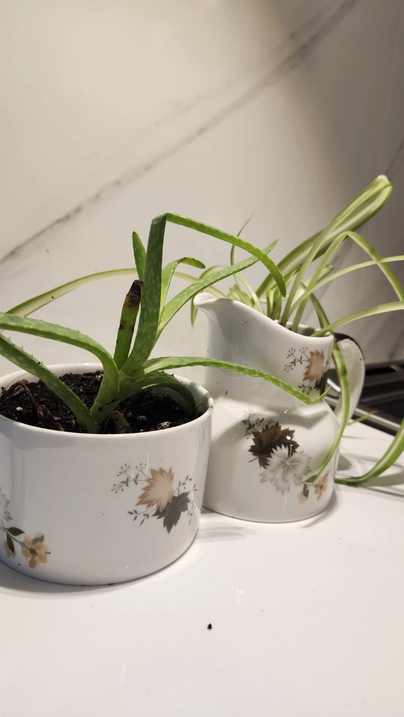 Maple leaf cream and sugar planter set with plants - photo 3