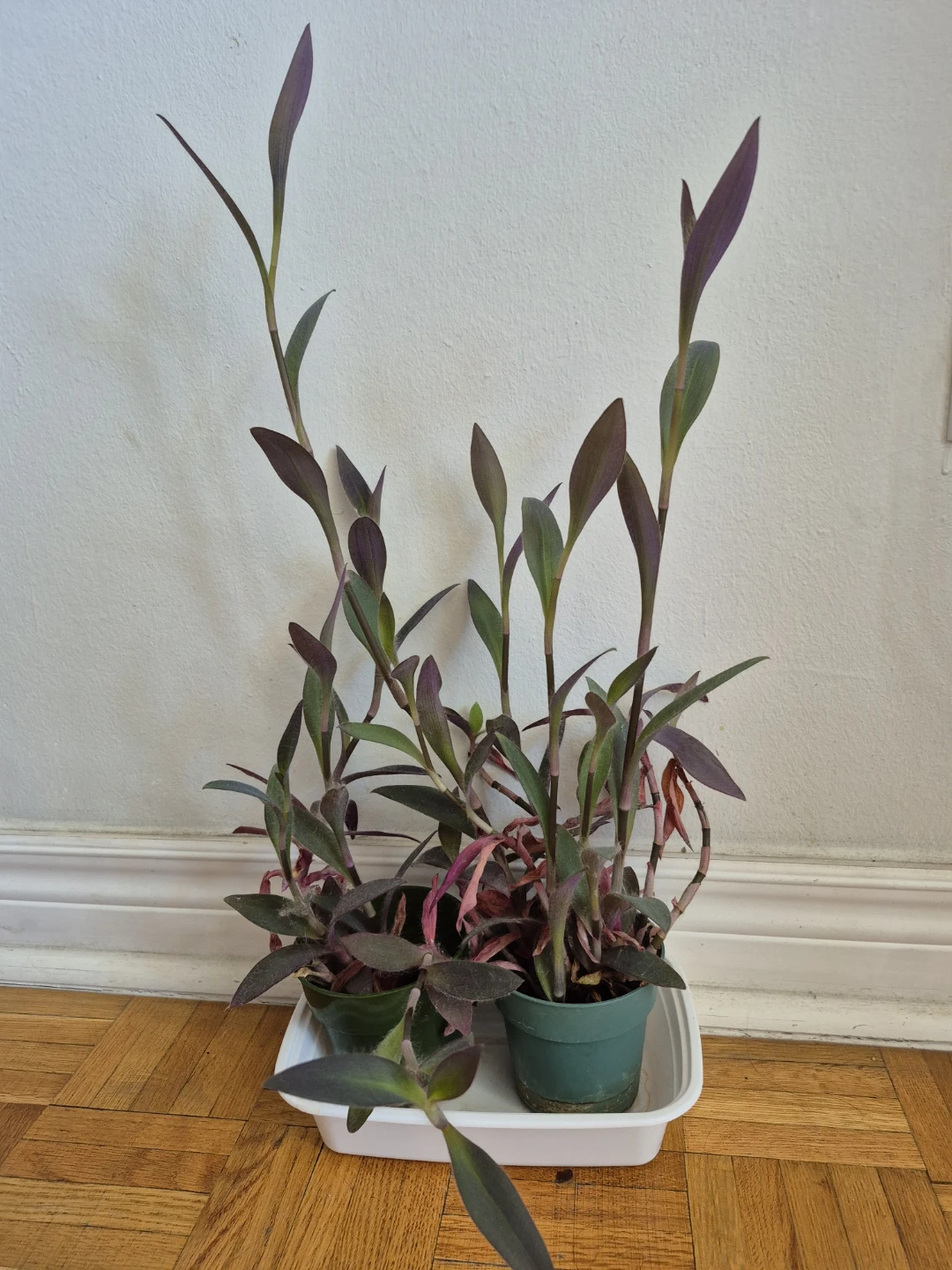 Purple Heart Plant