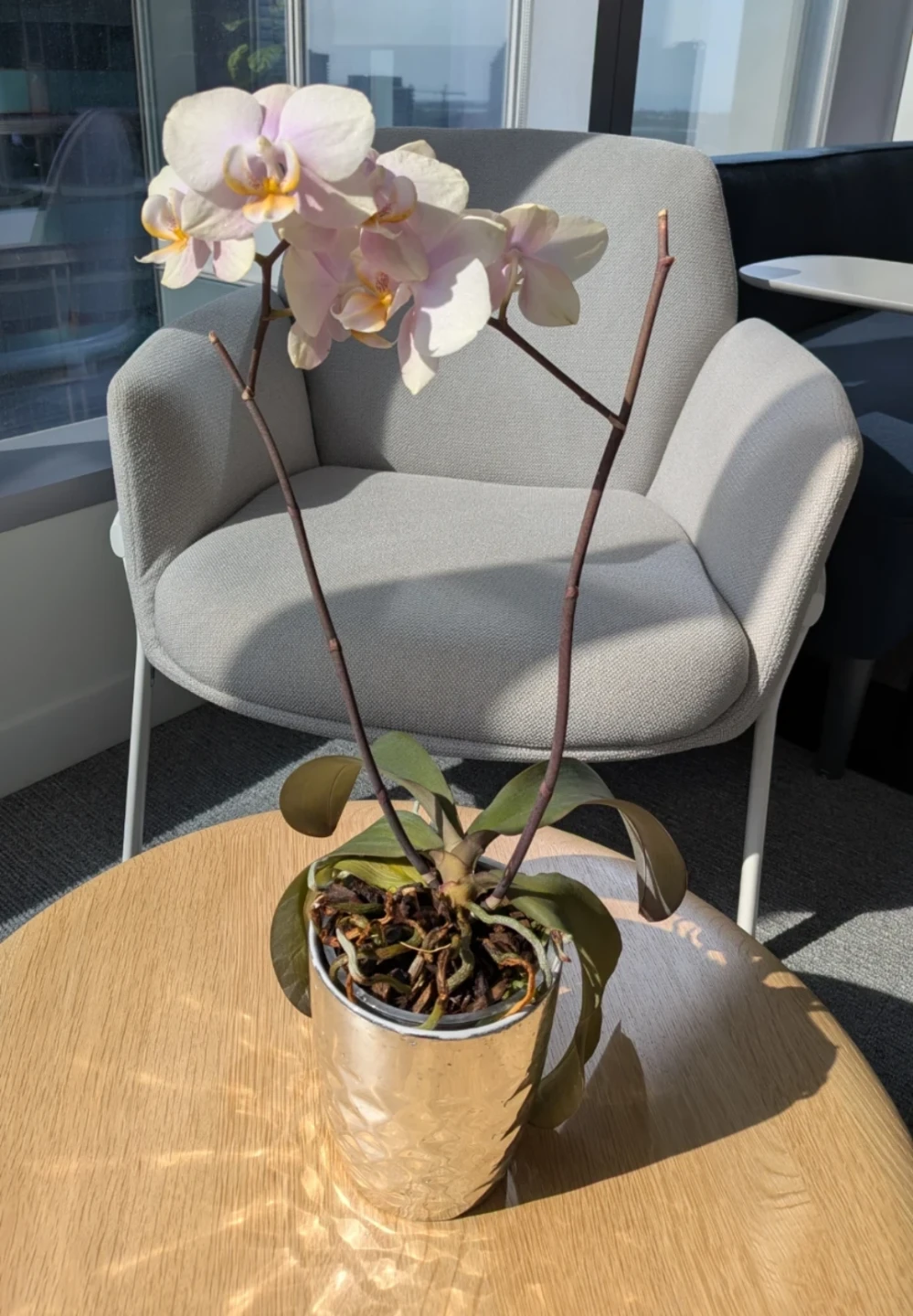 Orchid with Pink and White Blooms - current state