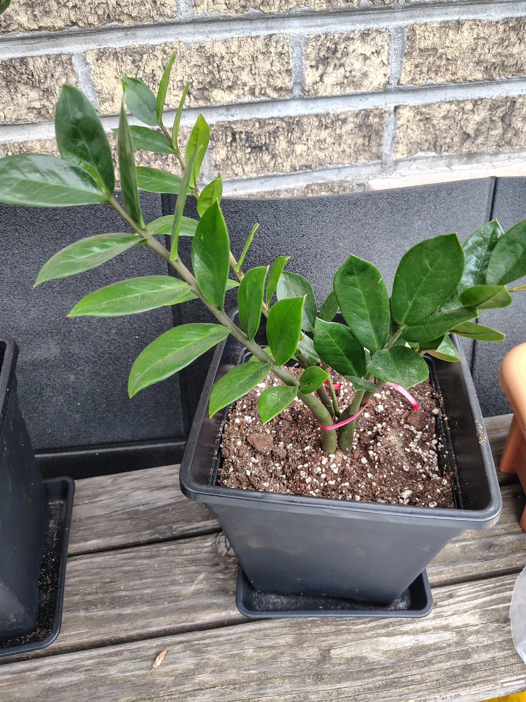 ZZ Plant in Black Pot