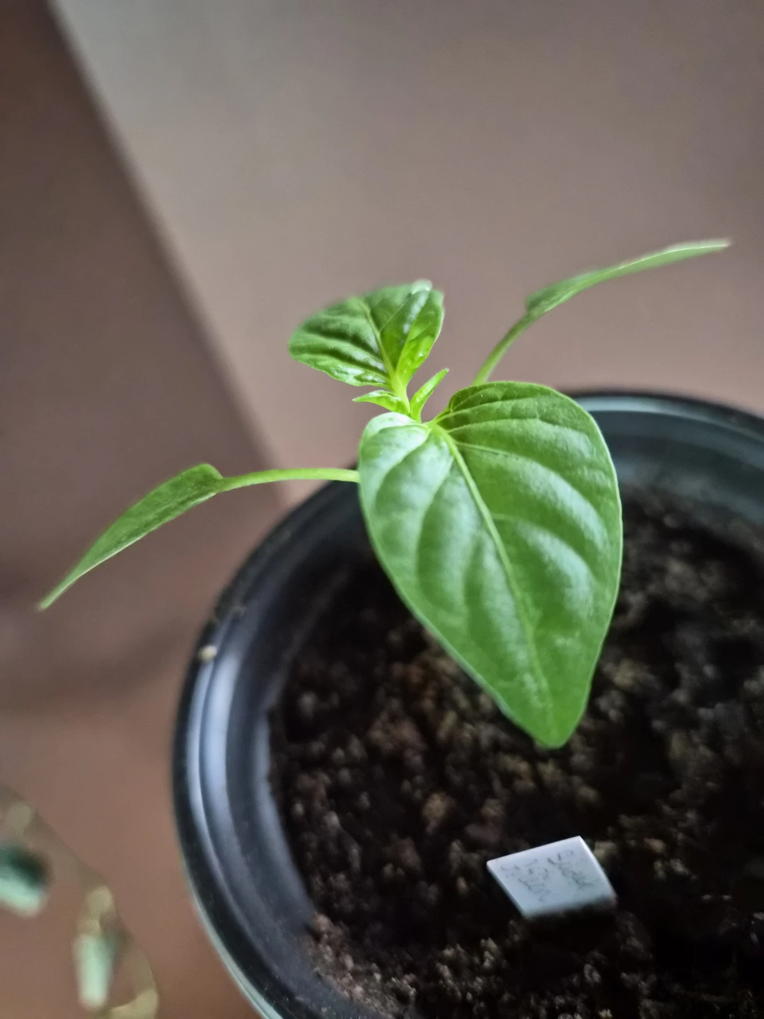 Assorted Unique Mild to Hot Peppers.  *Pricing from $3-$8* - photo 2