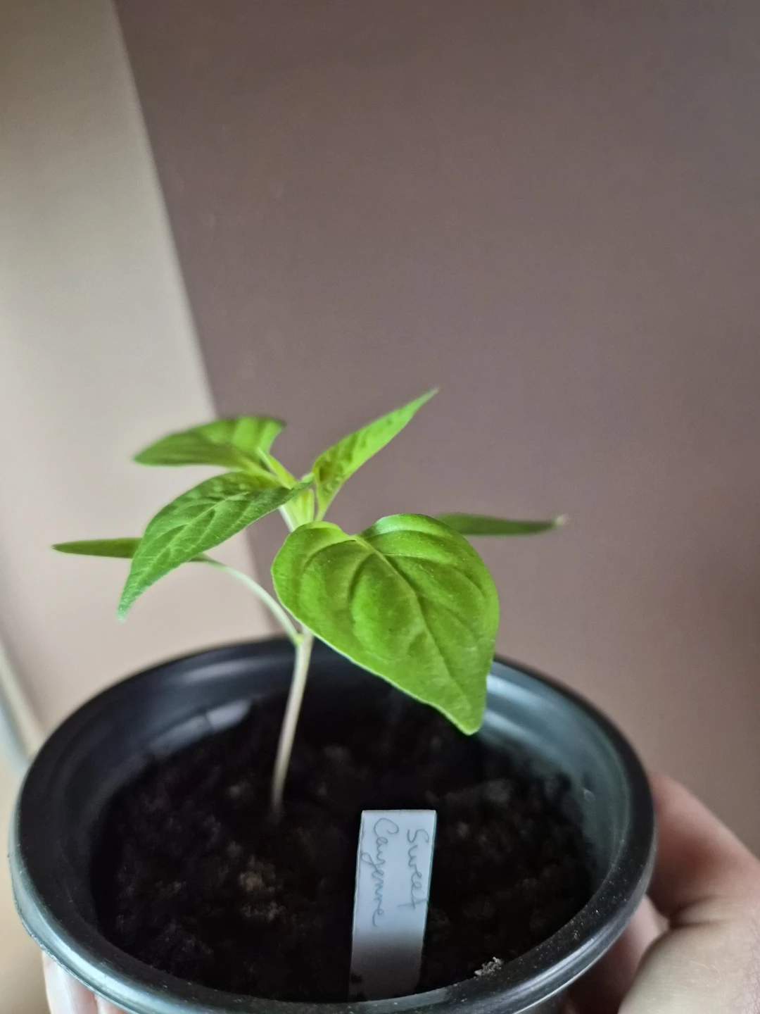 Assorted Unique Mild to Hot Peppers.  *Pricing from $3-$8* - photo 4