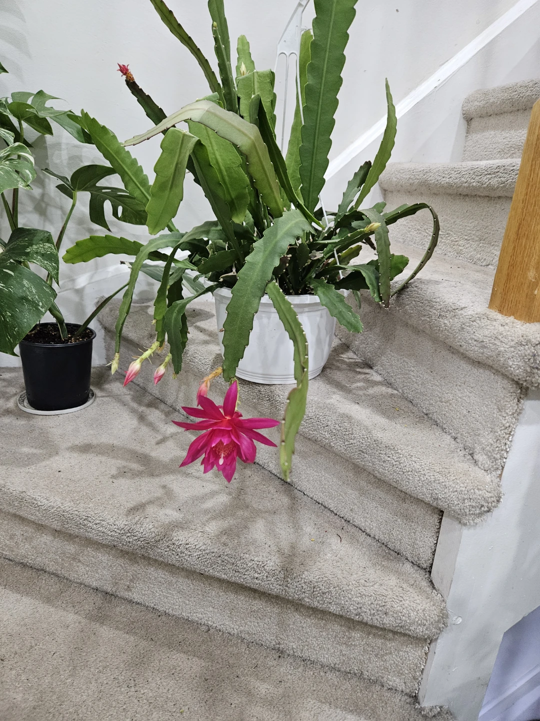 Blooming Orchid Cactus Plant - photo 2