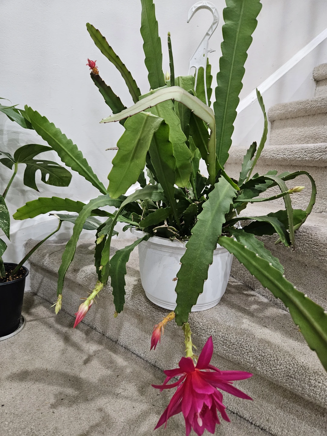 Blooming Orchid Cactus Plant - photo 3