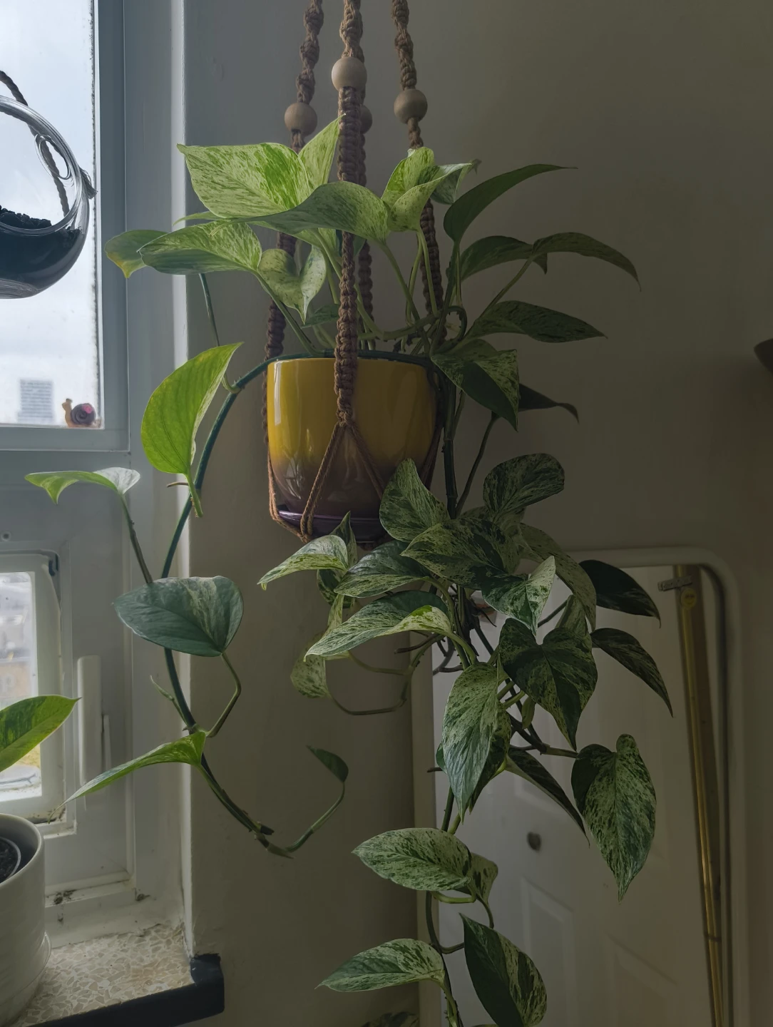 🌱 Various plant cuttings (not rooted) - photo 2