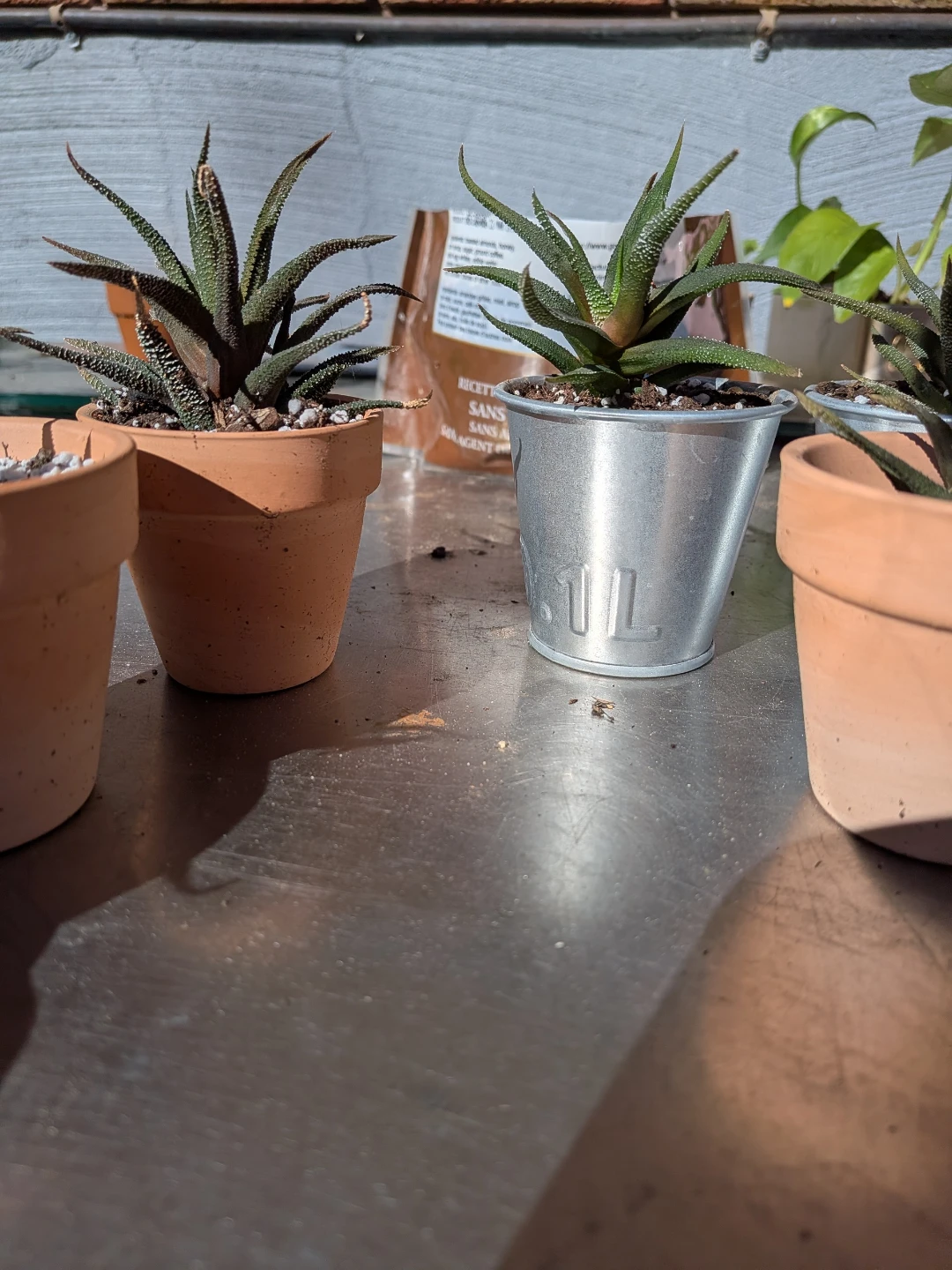 Small Haworthia in Pot ( 6 for $25)