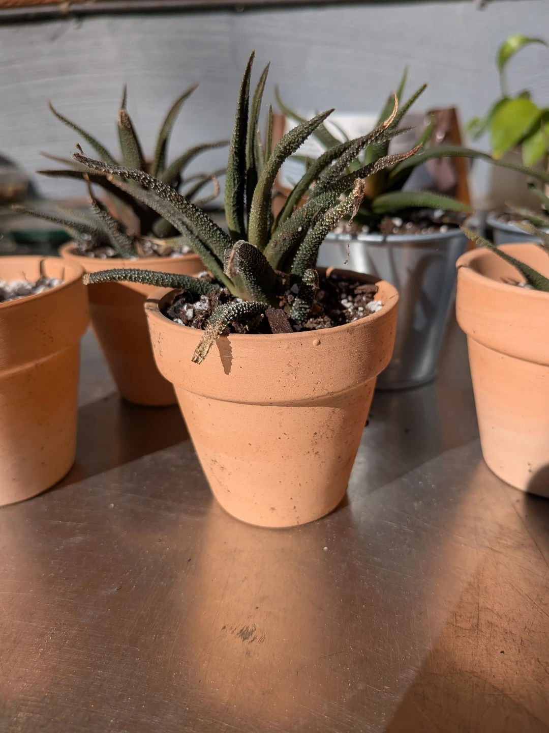 Small Haworthia in Pot ( 6 for $25) - photo 3