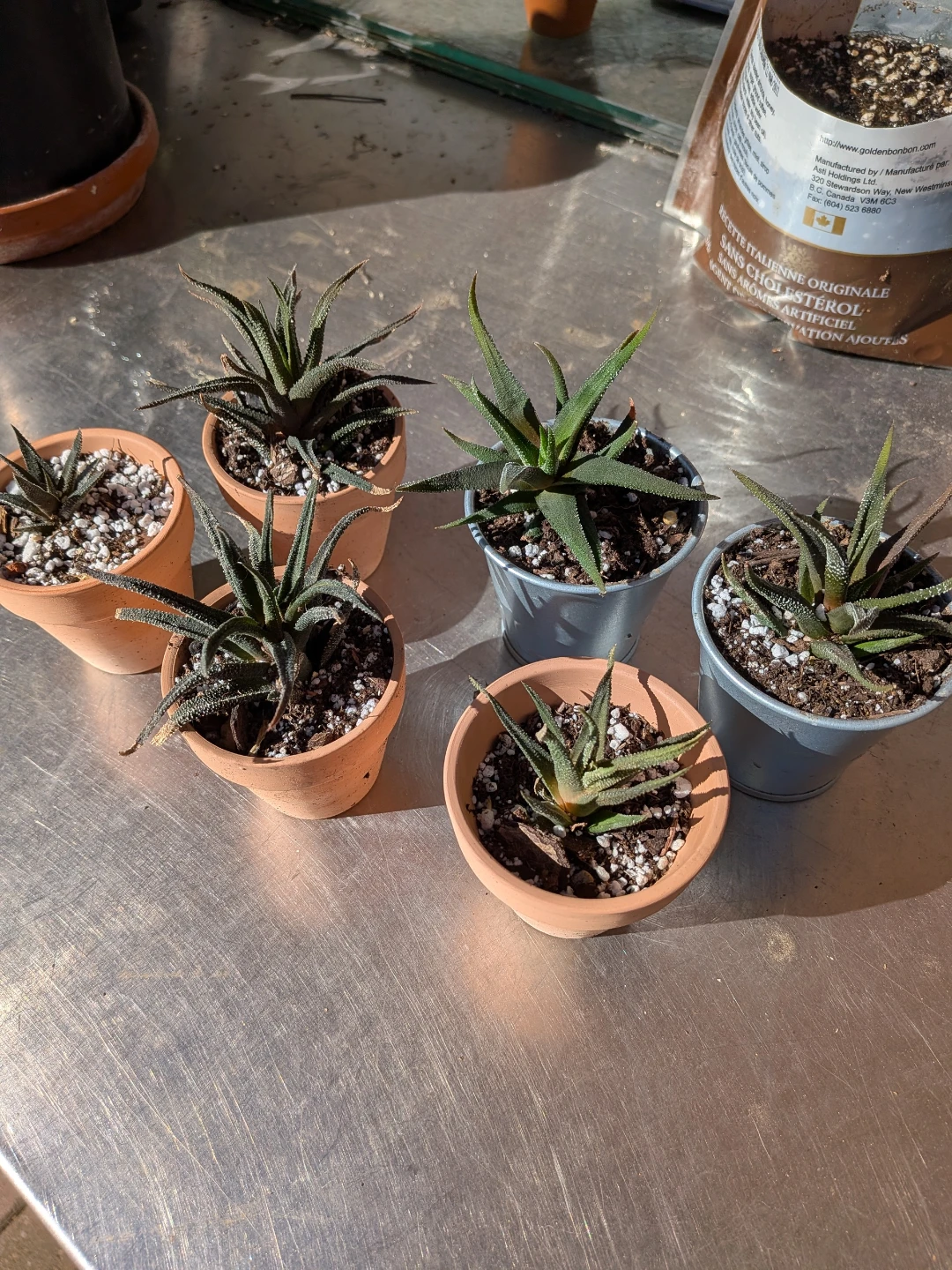 Small Haworthia in Pot ( 6 for $25) - photo 4