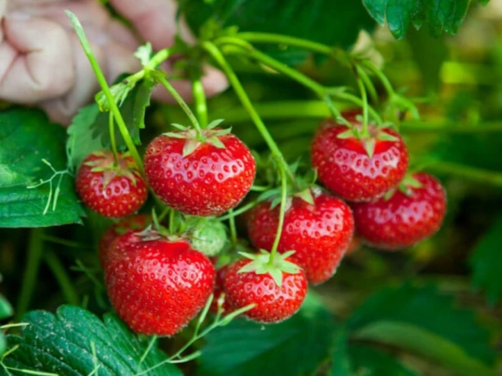 June bearing plants