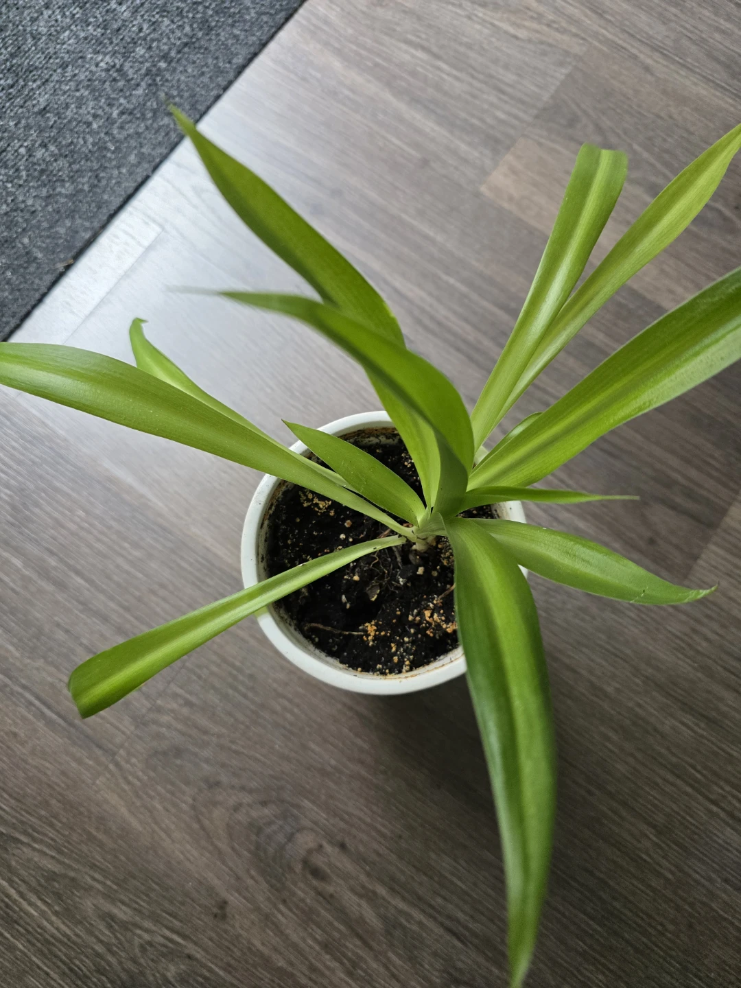 Spider Plant in White Ceramic Pot