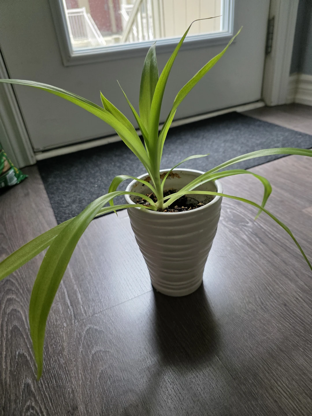Spider Plant in White Ceramic Pot - photo 2