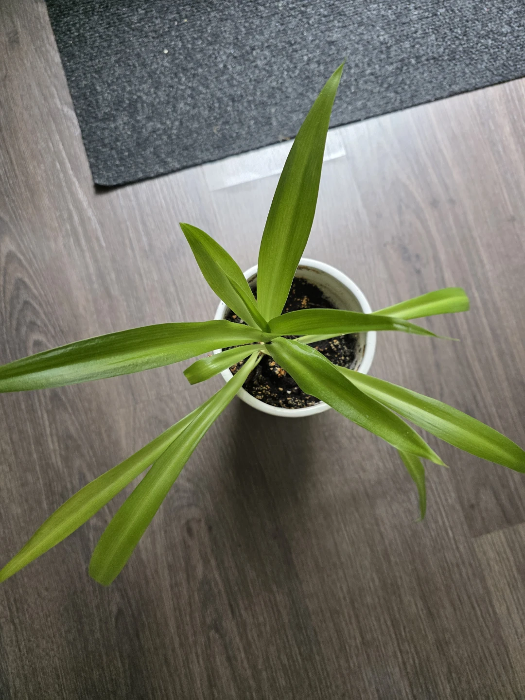 Spider Plant in White Ceramic Pot - photo 3