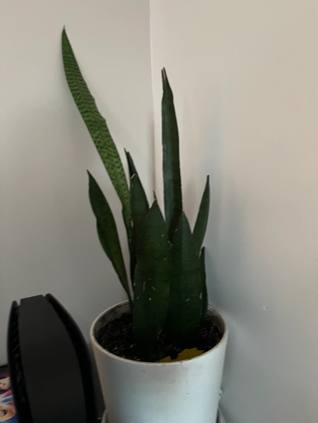 Snake Plant in White Pot