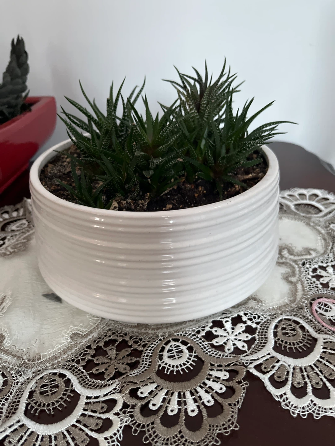 Haworthia Succulent Plant in White Ribbed Pot
