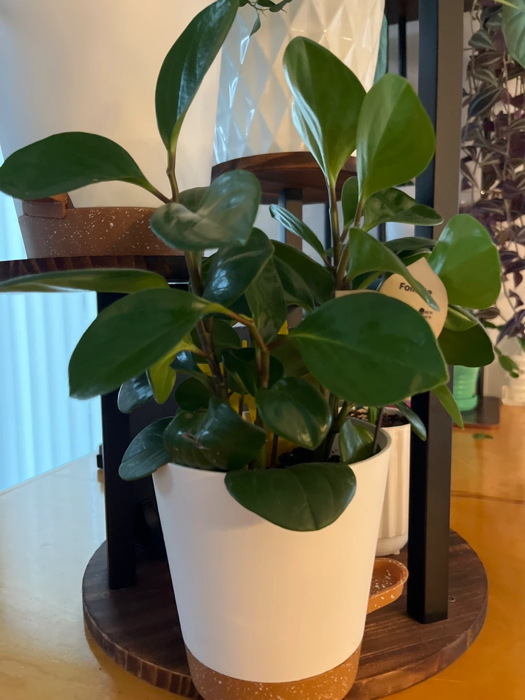 Peperomia obtusifolia plant in white pot