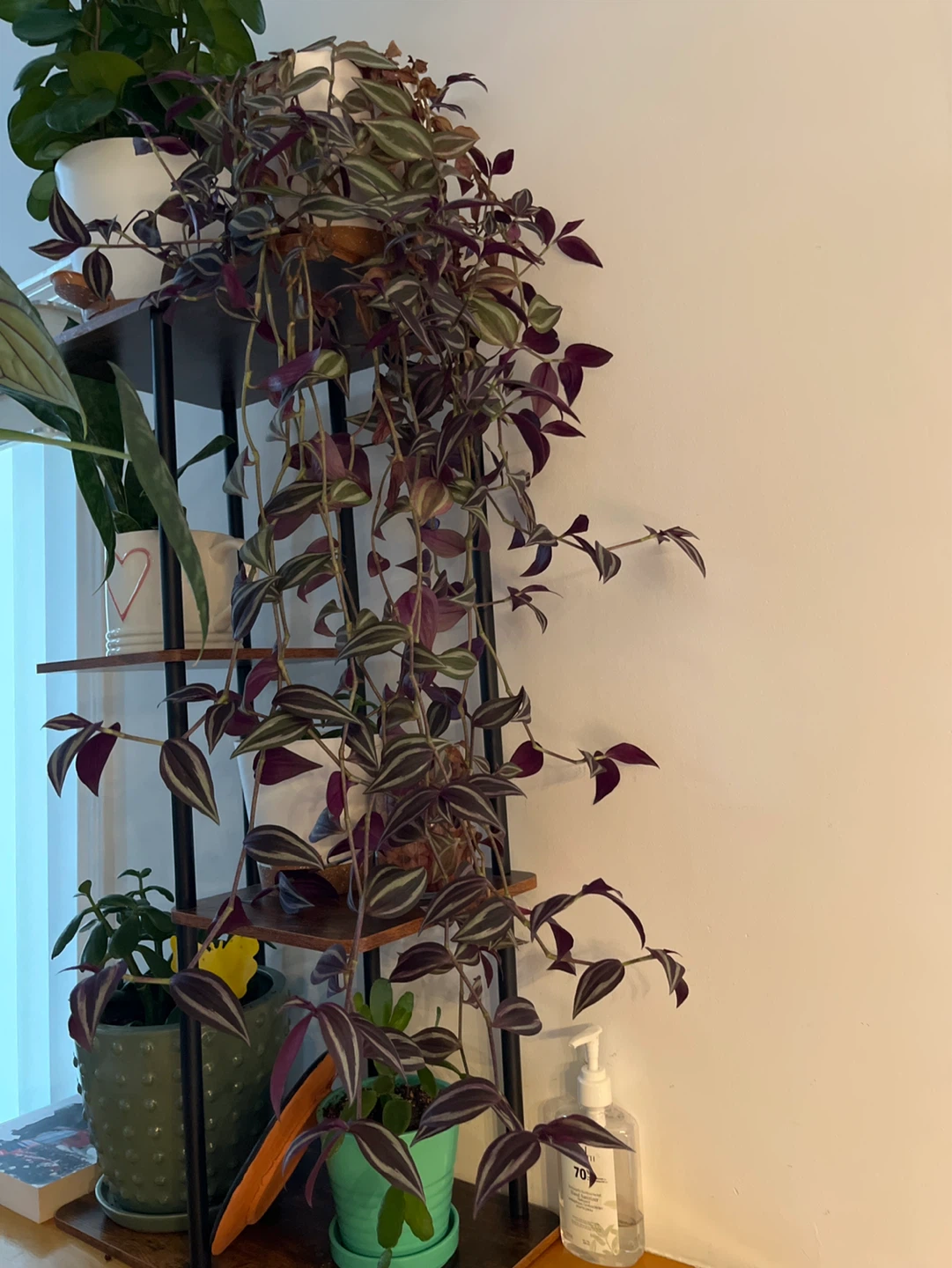 Tradescantia Zebrina plant