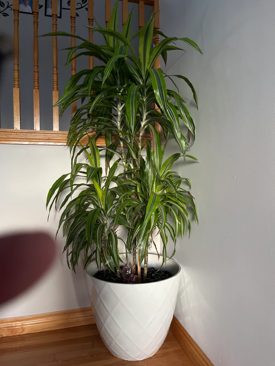 Large Dracaena Fragrans Plant in White Pot