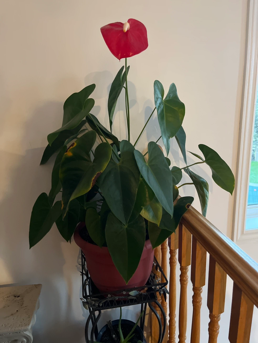 Red Anthurium Plant