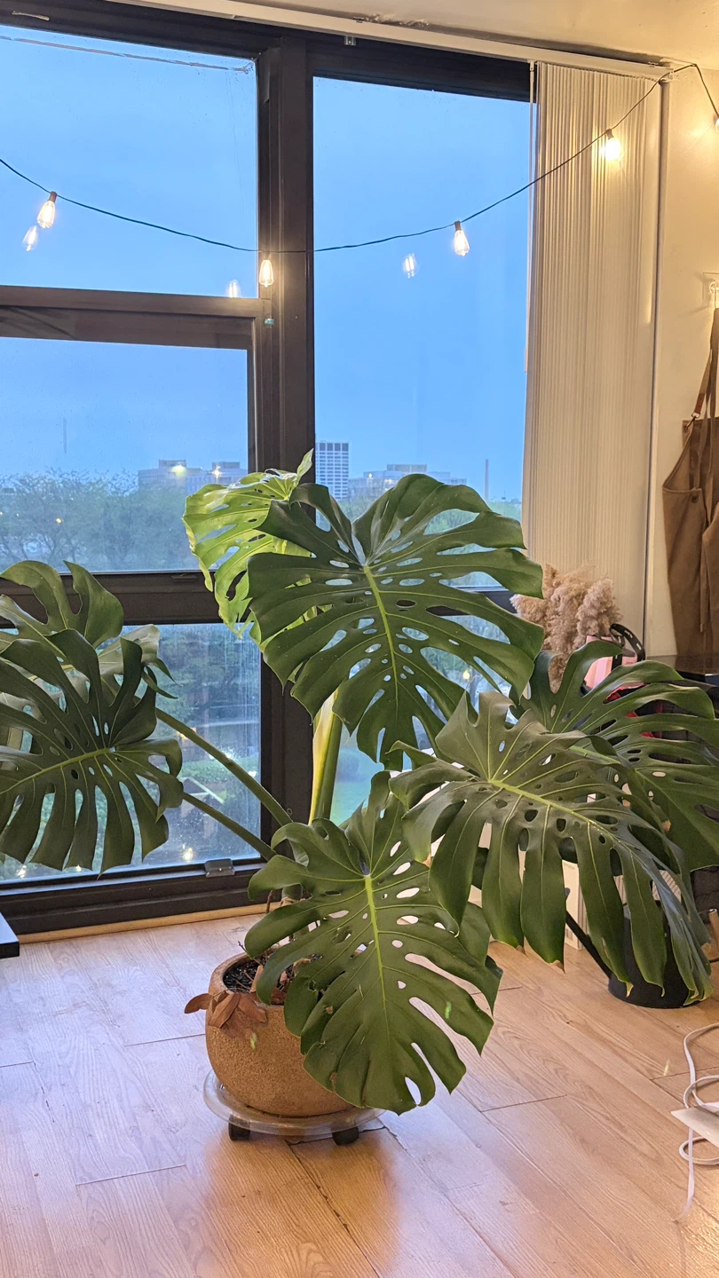 Potted Monstera Deliciosa