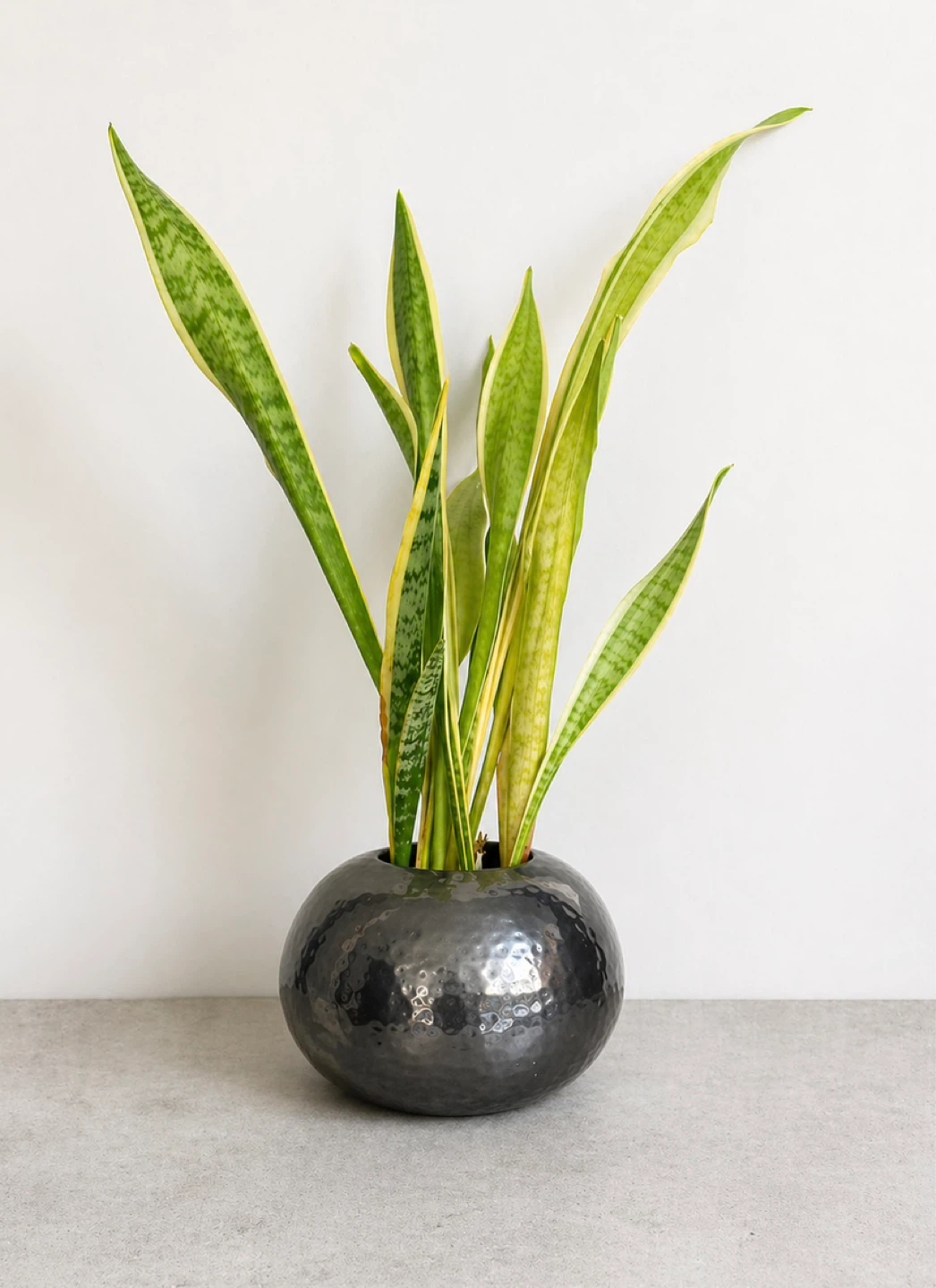 Hammered Silver Globe Vase and Snake plant