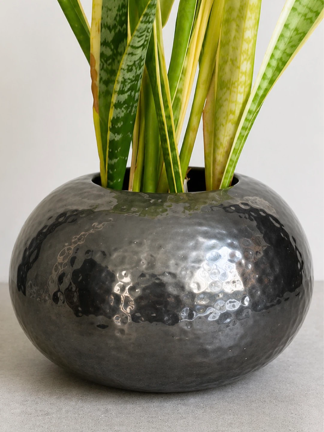 Hammered Silver Globe Vase and Snake plant - photo 2