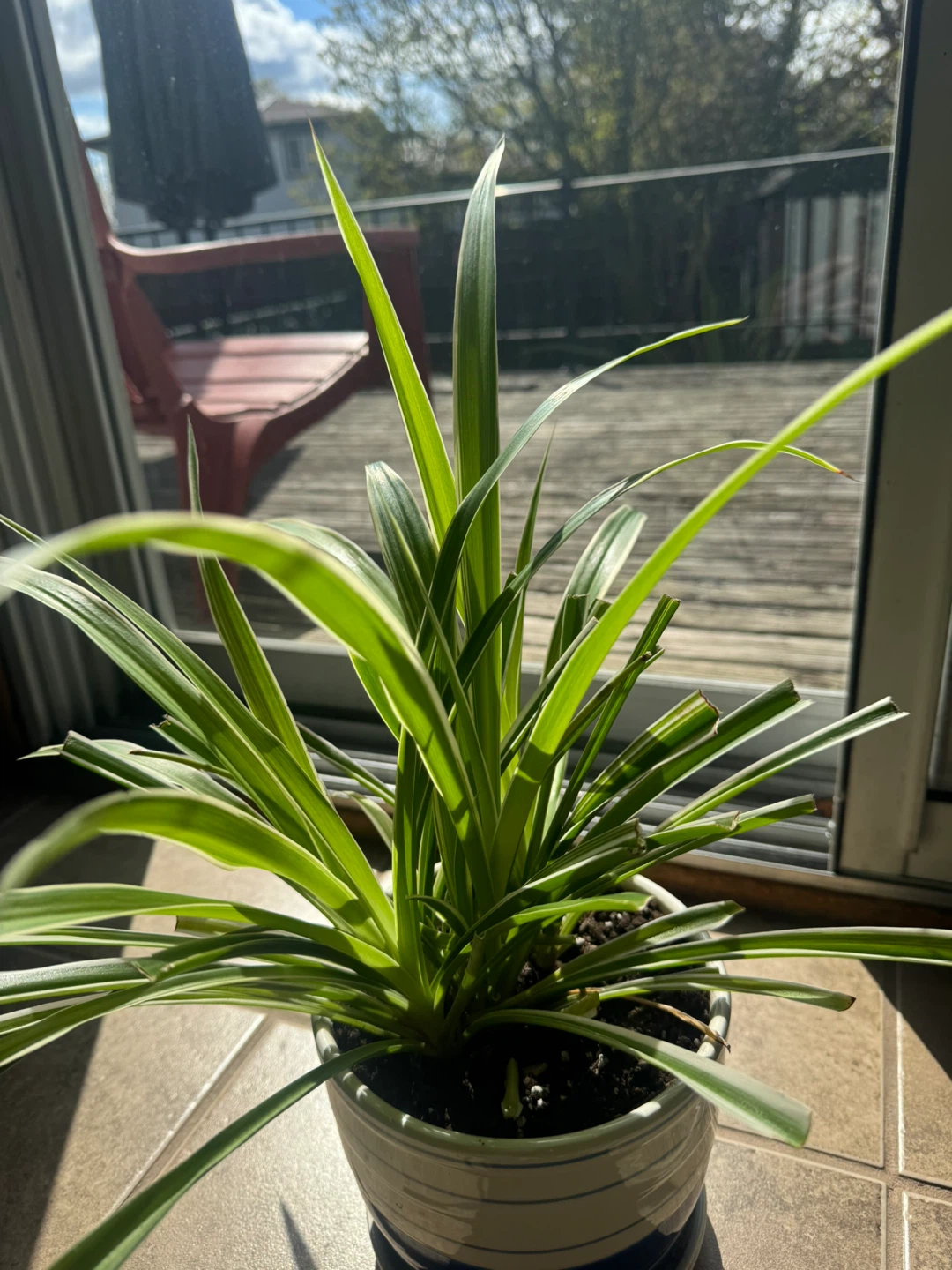 Big Healthy Spider Plant with a long growing stem - photo 2