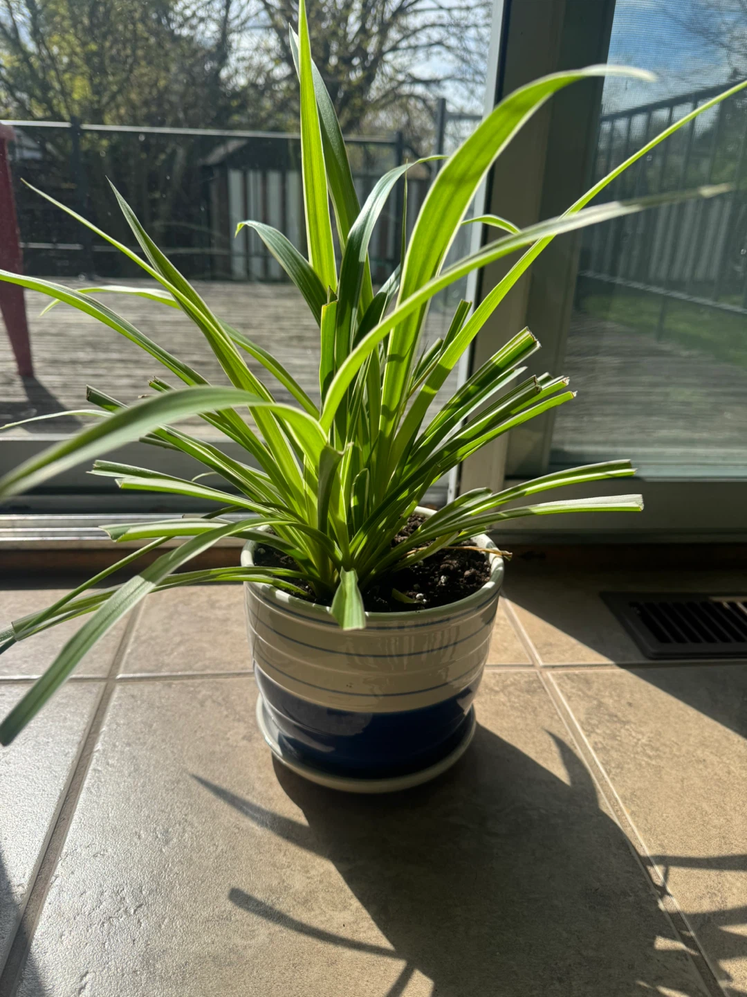Big Healthy Spider Plant with a long growing stem - photo 4
