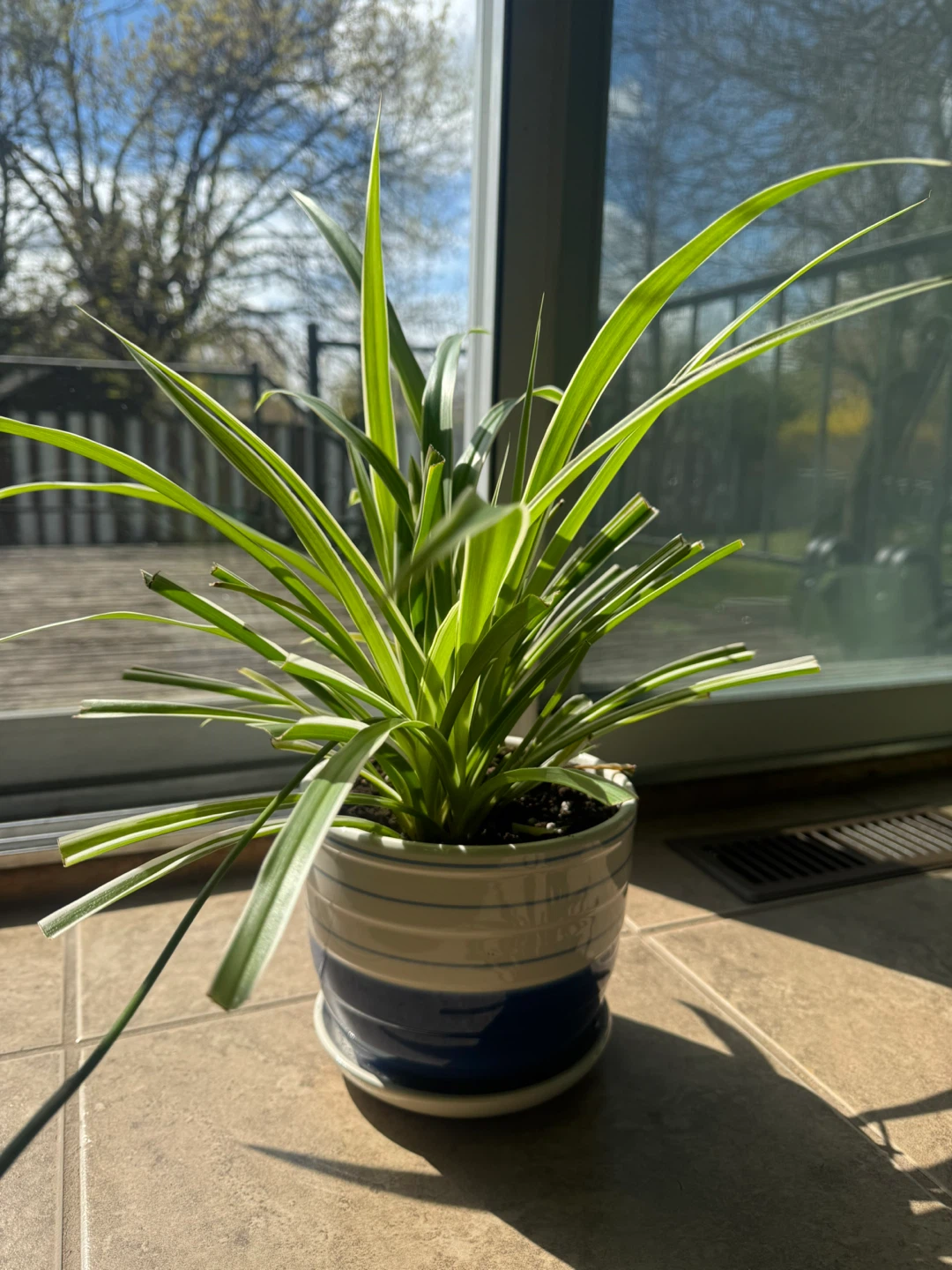 Big Healthy Spider Plant with a long growing stem