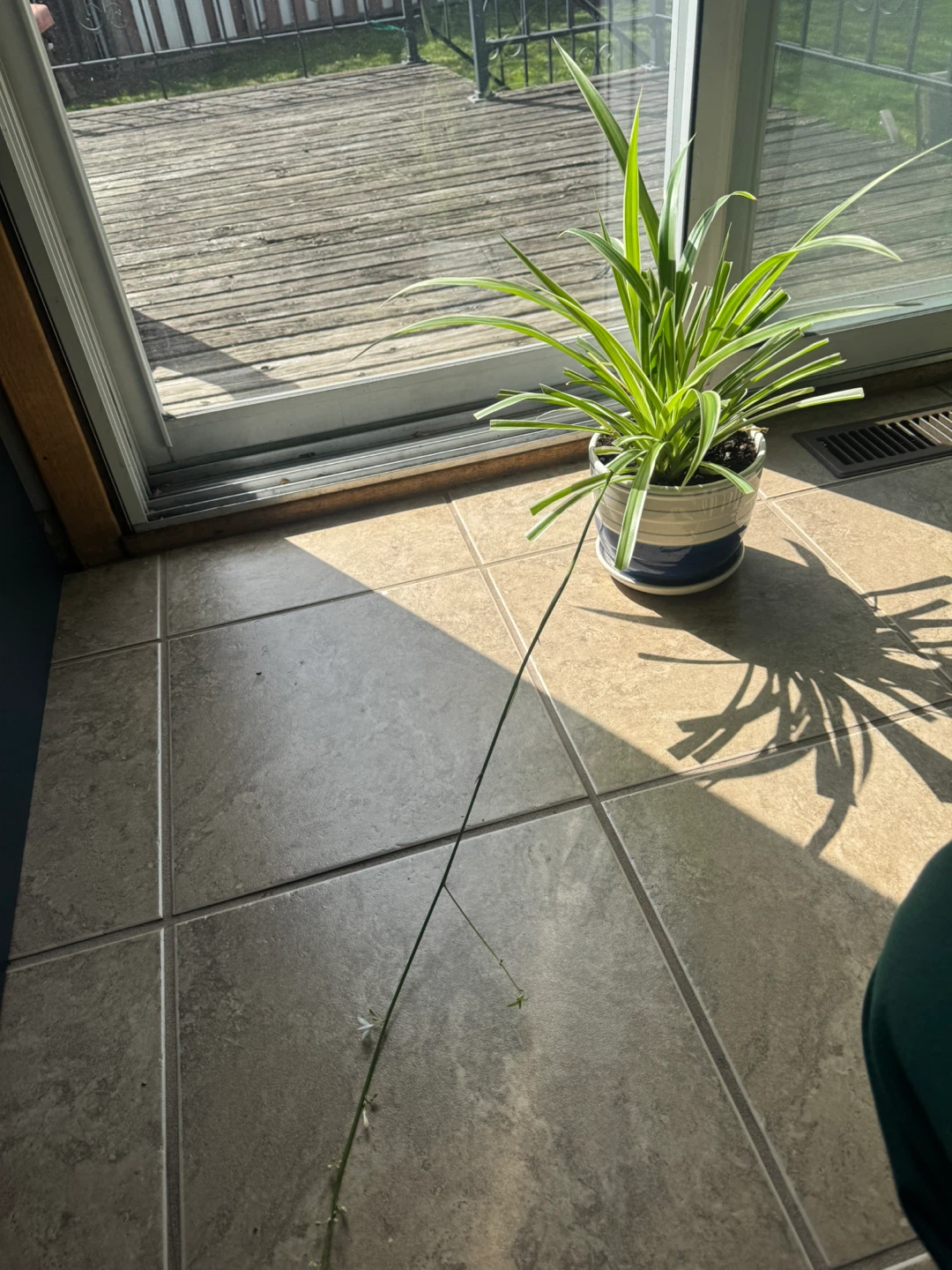 Big Healthy Spider Plant with a long growing stem - photo 3
