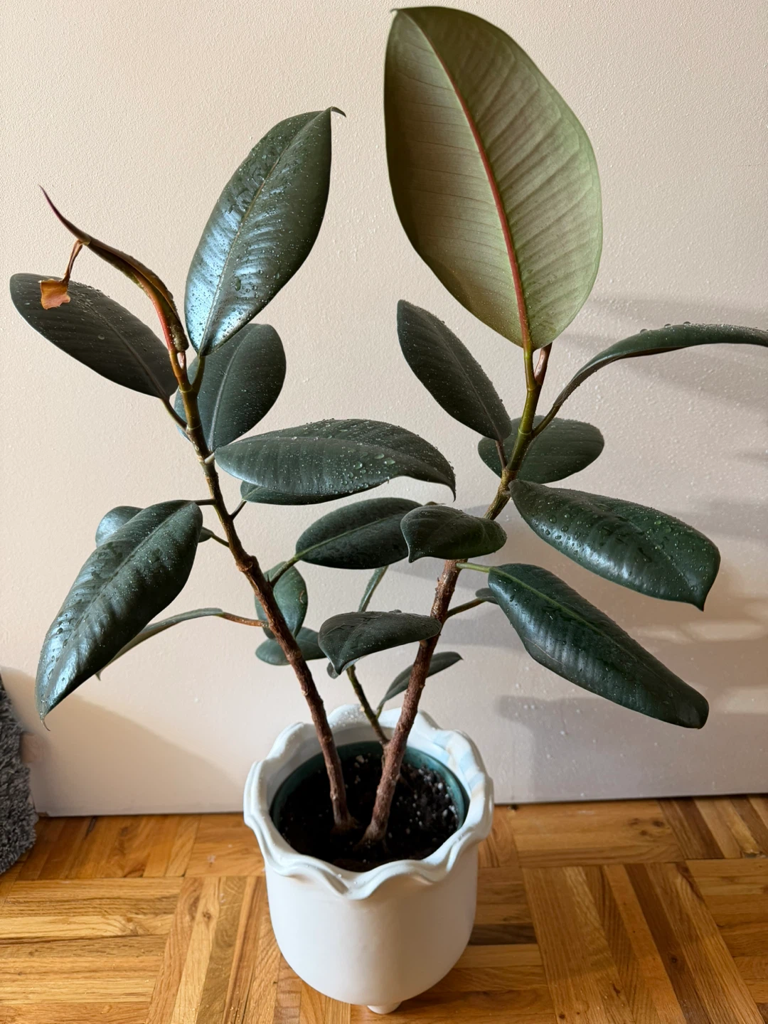 Rubber Plant in Pretty White Pot