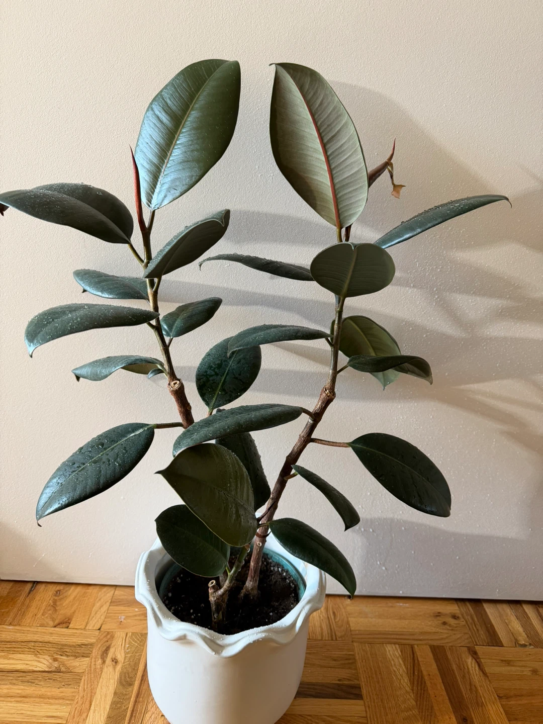 Rubber Plant in Pretty White Pot - photo 2