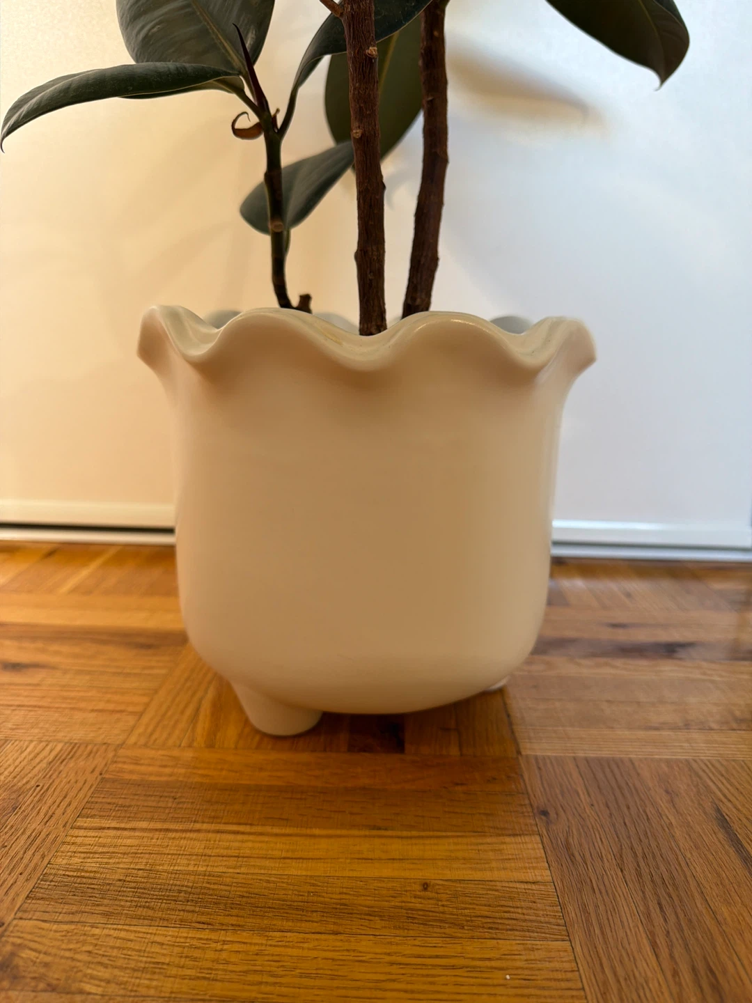 Rubber Plant in Pretty White Pot - photo 3